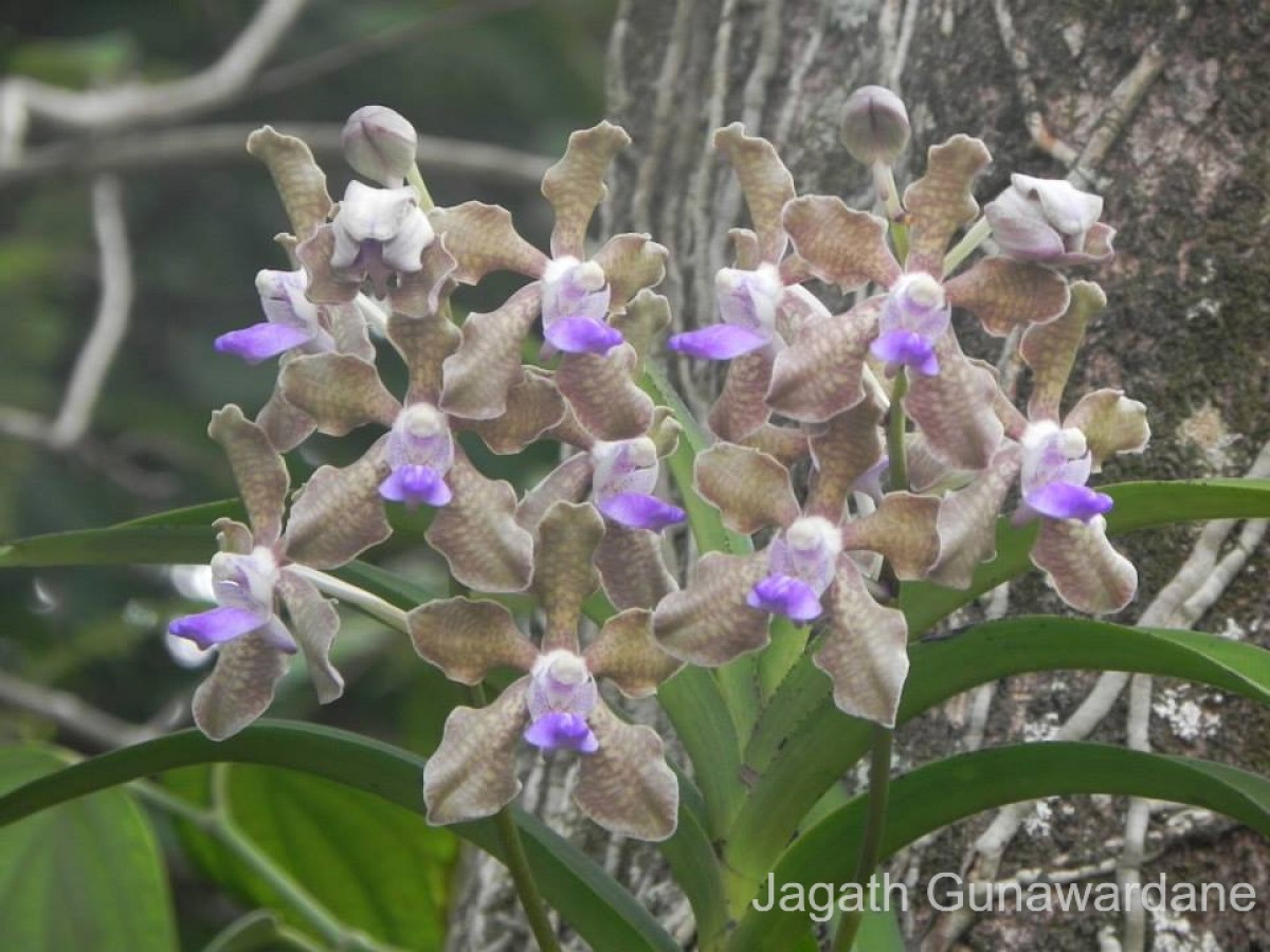 Vanda tessellata (Roxb.) Hook. ex G.Don